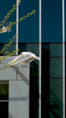 Uçan beyaz kuş martısı gökdelenin arka planında kanat çırpan kanatlarda seyahat acentesi seyahat şirketi için özgürlük Vancouver 'daki dünya martısının mutluluğunu bekliyor.