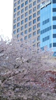 Kanada beyaz yelkenli yelkenlileri mavi Pasifik Okyanusu 'nun arka planındaki mavi dağlara karşı Vancouver Kanada' dan MÖ 2023