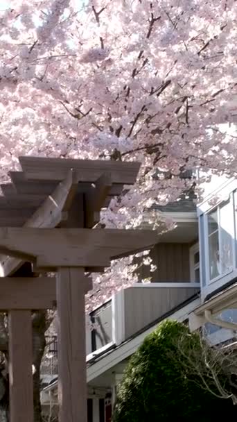 Sector Privado Flor Cerejeira Primavera Vancouver — Vídeo de Stock