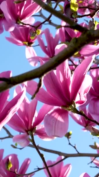 Ανοιξιάτικη Κερασιά Ανθίζει Στον Γαλάζιο Ουρανό Ροζ Λουλούδια Ανοιξιάτικο Τοπίο — Αρχείο Βίντεο