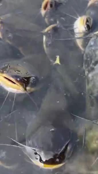 Catfish Trekje Een Zwarte Emmer Gevuld Met Een Beetje Water — Stockvideo