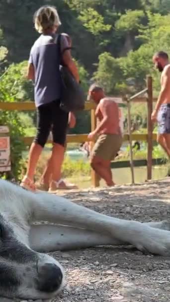 Lago Azul Ojo Perro Mestizo Mentiras Descansando Sombra Día Caliente — Vídeos de Stock