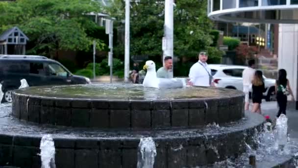 Unleash Wings Seagull Bathes Fountain Bird Swims Dives Water High — Stock Video