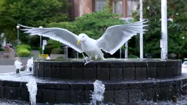 放飞翅膀海鸥在喷泉里洗澡 这只鸟游着 潜入水中 高质量的4K镜头 — 图库视频影像
