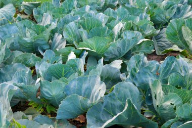 Bahçede lahana yetişiyor. Ev yapımı sebzeler. - Evet. Yüksek kalite fotoğraf