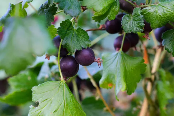 Dalın üzerinde Yoshta 'nın olgun böğürtlenleri var. Yüksek kalite fotoğraf