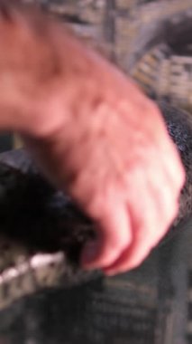 Tuzlu ve şekerli kırmızı balık serpiştiren tuzlu balıklar. Eldiven giyen adam hafif tuzlu balık pişiriyor.