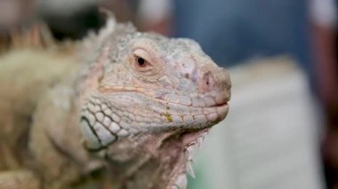 Yeşil bir iguana yanıp sönüyor ve yavaşça hareket ediyor. Yüksek kalite 4k görüntü