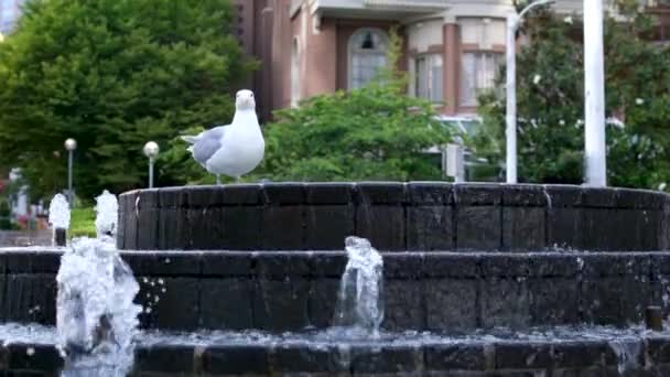 Seagull Pooped Fountain Seagulls Excrement Birds Feces Feces Natural Process — Stock Video