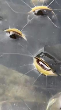 Büyük miktarda saldırgan köpekbalığı, Iridescent Shark, Pangasianodon hypophthalmus, yiyecek arıyor ve bekliyor. Yüksek kalite 4k görüntü