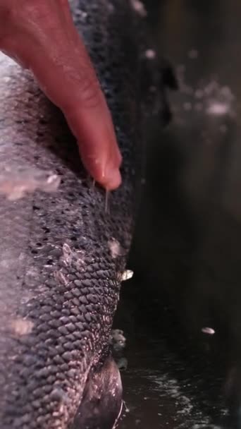 Saupoudrer Sel Épices Sur Filet Saumon Cru Ralenti Saler Poisson — Video