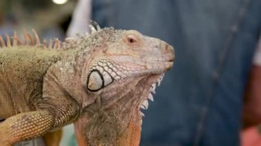 Teraryumdaki büyük yeşil iguana. Yüksek kalite 4k görüntü