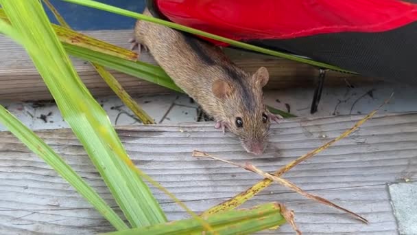一只小老鼠在河边的田里钓鱼的时候 从塑料容器里偷来了鱼饵 玉米粥 悄悄地偷来偷去 啮齿动物 跑掉了 — 图库视频影像