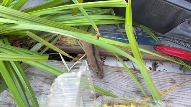 Podczas Łowienia Polu Pobliżu Rzeki Mała Myszka Kradnie Przynętę Rybną — Wideo stockowe