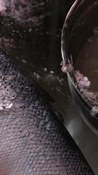 Διαδικασία Αλατίσματος Κόκκινο Σολομό Ψάρια Ξεφλουδίσει Ψάρι Από Φλοιό Καλύψει — Αρχείο Βίντεο