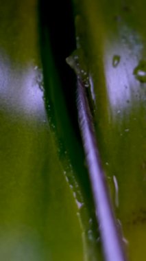 Taze yeşil domates dilimleme kırmızı domatesler bıçakla, ev mutfağı. Taze organik sebzeler, sağlıklı beslenme konsepti. - Evet. Yüksek kalite 4k görüntü