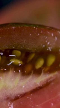 Kara Prens 'in domates sebze arka planını kapatın. Üst Manzara. Başlangıçta bulanıklık sonda yoğunlaşır. Kendi bahçesinden domatesler, hasat. Yüksek kalite 4k görüntü