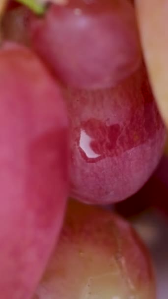 超市里的一盒葡萄里有一捆葡萄 粉红葡萄 收获多汁的粉红葡萄 高质量的4K镜头 — 图库视频影像