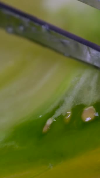 Verse Groene Tomaat Snijd Rode Verse Tomaten Met Mes Thuiskeuken — Stockvideo