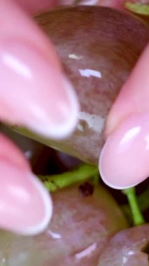 Süpermarketteki bir kutuda bir sürü üzüm. Pembe üzümler, yakın plan. Sulu pembe üzüm hasadı. Yüksek kalite 4k görüntü