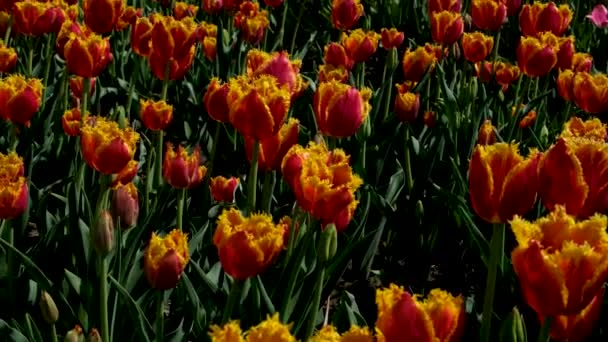 弗农山上的一个春田里 一排排五彩缤纷的郁金香盛开 一片黄色和红色的郁金香 华盛顿州Skagit县郁金香节 — 图库视频影像