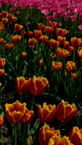 Ряды Цветущих Красочных Тюльпанов Весенней Ферме Маунт Верноне Поле Тюльпанов — стоковое видео