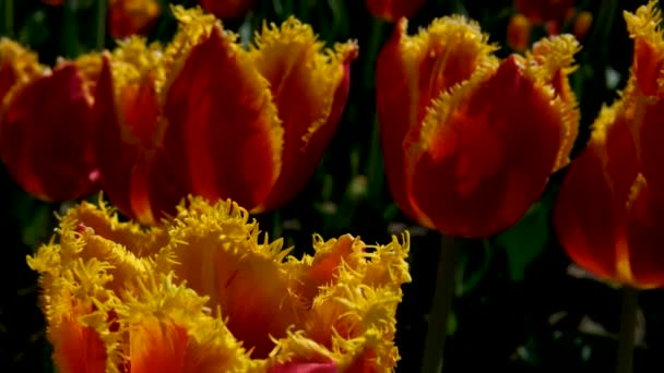 Rzędy Kwitnących Kolorowych Tulipanów Wiosennej Farmie Mount Vernon Pole Tulipanów — Wideo stockowe