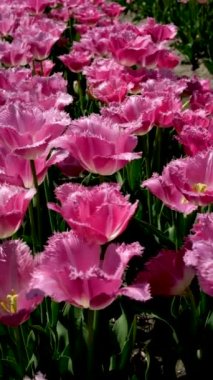 Bahçedeki renkli laleler güzel bir ışıkla çiçek açarlar, Tayvan. Yüksek kalite 