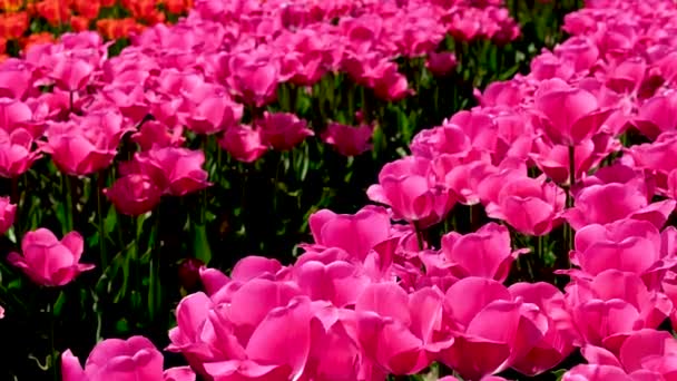 加拿大不列颠哥伦比亚省Abbotsford的一片五彩缤纷的郁金香地 郁金香的百合花田 — 图库视频影像