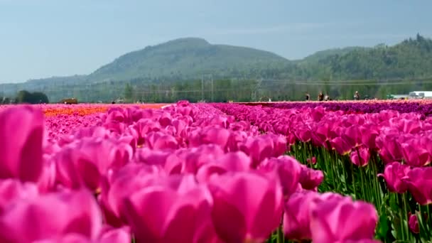 Coloridos Campos Tulipanes Primavera Abbotsford Columbia Británica Canadá Campo Lirio — Vídeos de Stock