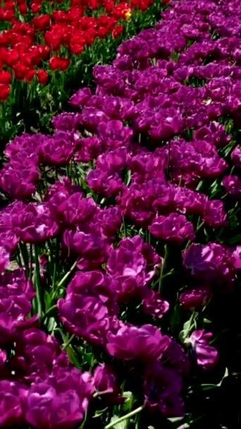 Bellissimi Colorati Campi Tulipani Dello Stato Washington Dopo Una Grande — Video Stock