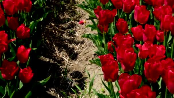 Field Vibrant Red Tulips Blooms Springtime — Stock Video
