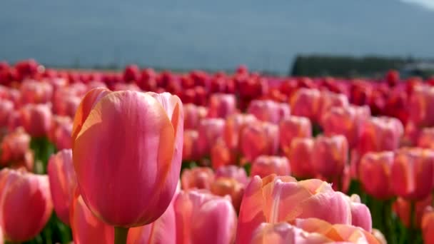美丽的一片红粉相间的郁金香 在阳光下被色彩分开 盛开的郁金香花地 — 图库视频影像