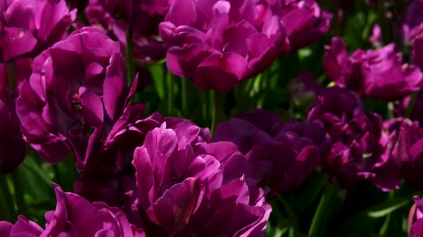 美丽而五彩缤纷的华盛顿州郁金香地经过了春雨之后 彩虹般的花朵 农舍和山峦映衬着它的背影 — 图库视频影像