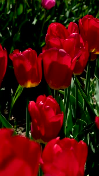 Feld Voller Lebendiger Roter Tulpen Blüht Frühling — Stockvideo
