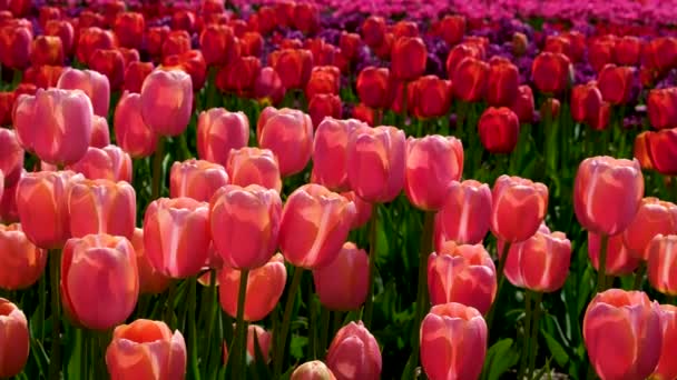 Hermoso Campo Tulipanes Rojo Rosa Separados Por Color Sol Campo — Vídeos de Stock