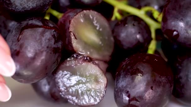 Sekumpulan Elemen Pertumbuhan Proses Penanaman Anggur Dari Biji Tunas Istirahat — Stok Video
