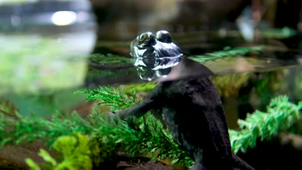 水族馆透明水藻石中的水蛙坐在结冰的凸起的眼睛上巨大的水禽令人厌恶的背景大自然水族馆先驱英式哥伦比亚水族馆 — 图库视频影像