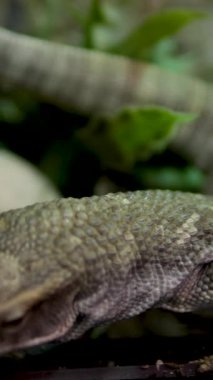 Varanus exanthematicus Savannah gözlemci kertenkeleleri nispeten kısa uzuvlar ve ayak parmakları ve sert kabuklu av Vancouver Akvaryumu, BC, Kanada