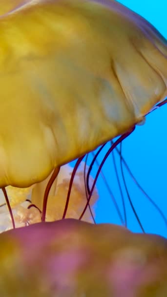 Méduses Dansant Dans Eau Bleu Foncé Océan Japanese Sea Ortle — Video