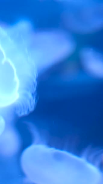 Parlayan Kozmik Cyan Mavi Denizanasının Yüksek Kaliteli Animasyonu Derin Karanlık — Stok video