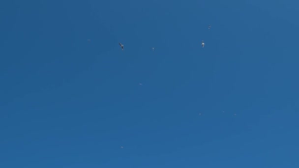Molti Gabbiani Volano Sullo Sfondo Cielo Azzurro Nuvole Bianche Uccelli — Video Stock