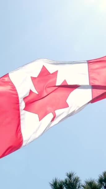 Gerçekçi Kanada Bayrağı Sallıyor Pürüzsüz Video Döngüsü Yüksek Kalite Görüntü — Stok video