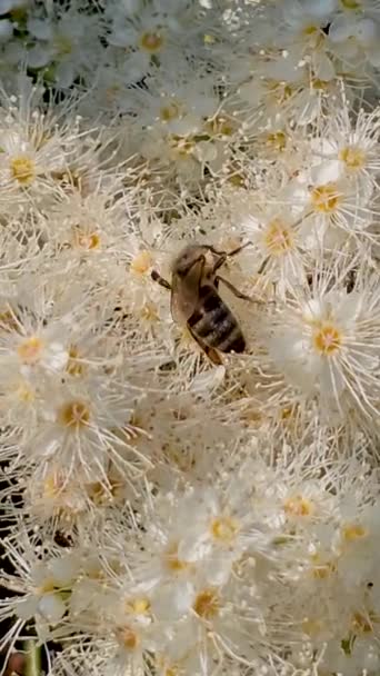 Včela Pije Nectar Kvalitní Fotografie — Stock video
