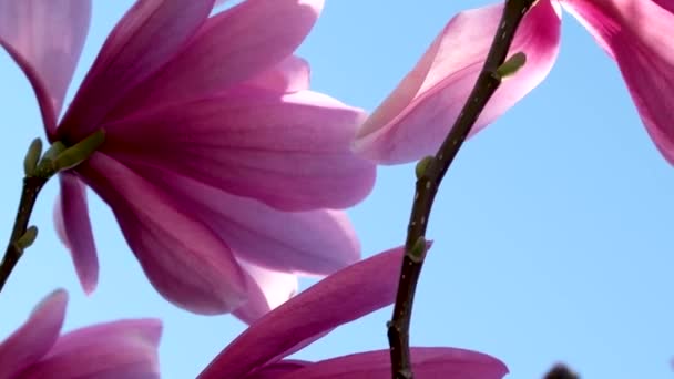 一棵非常漂亮的粉色花木兰花树 花在花瓣上的木兰花 春天的季节里 花瓣上的水会反射出来 优质Fullhd影片 — 图库视频影像