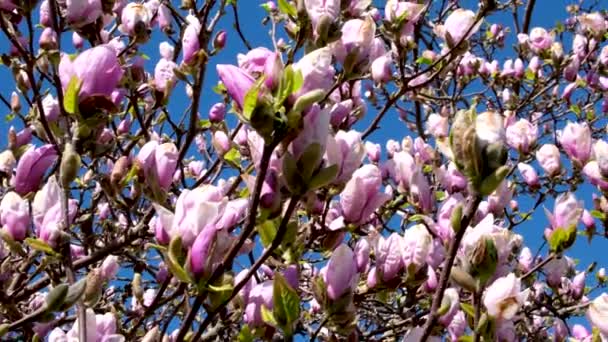 Pohon Magnolia Berbunga Merah Muda Yang Sangat Indah Bunga Magnolia — Stok Video