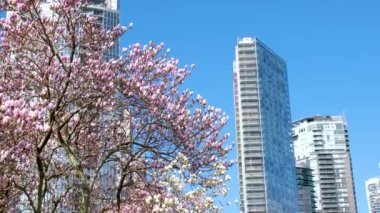 Kanada şehir merkezindeki Vancouver 'ın çeşitli tanınabilir yerleri ve eğlenceleri, insanların ilkbaharda, güzel havalarda, şehir merkezindeki mavi gökyüzü binalarını temizleyebilecekleri yerlere park eder. Gökdelenler 