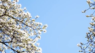 Kanada şehir merkezindeki Vancouver 'ın çeşitli tanınabilir yerleri ve eğlenceleri, insanların ilkbaharda, güzel havalarda, şehir merkezindeki mavi gökyüzü binalarını temizleyebilecekleri yerlere park eder. Gökdelenler 