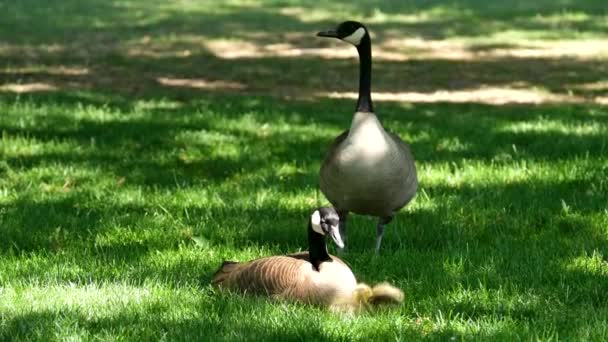 Beautiful Perigord Geese Walk Green Lawn Summer Goose Farm Gray — Stock Video