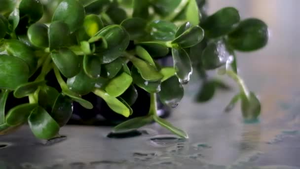 Detailní Záběr Mikrozeleně Vypěstované Slunečnicových Semen Domácí Parapet Postřik Klíčků — Stock video